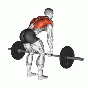 barbell bent over rows back - gif - 7 Best Effective Back Exercises for Bigger Back